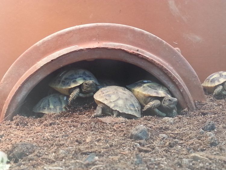 Schildkröten stapeln sich übereinander